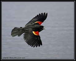 red-winged-blackbird-4